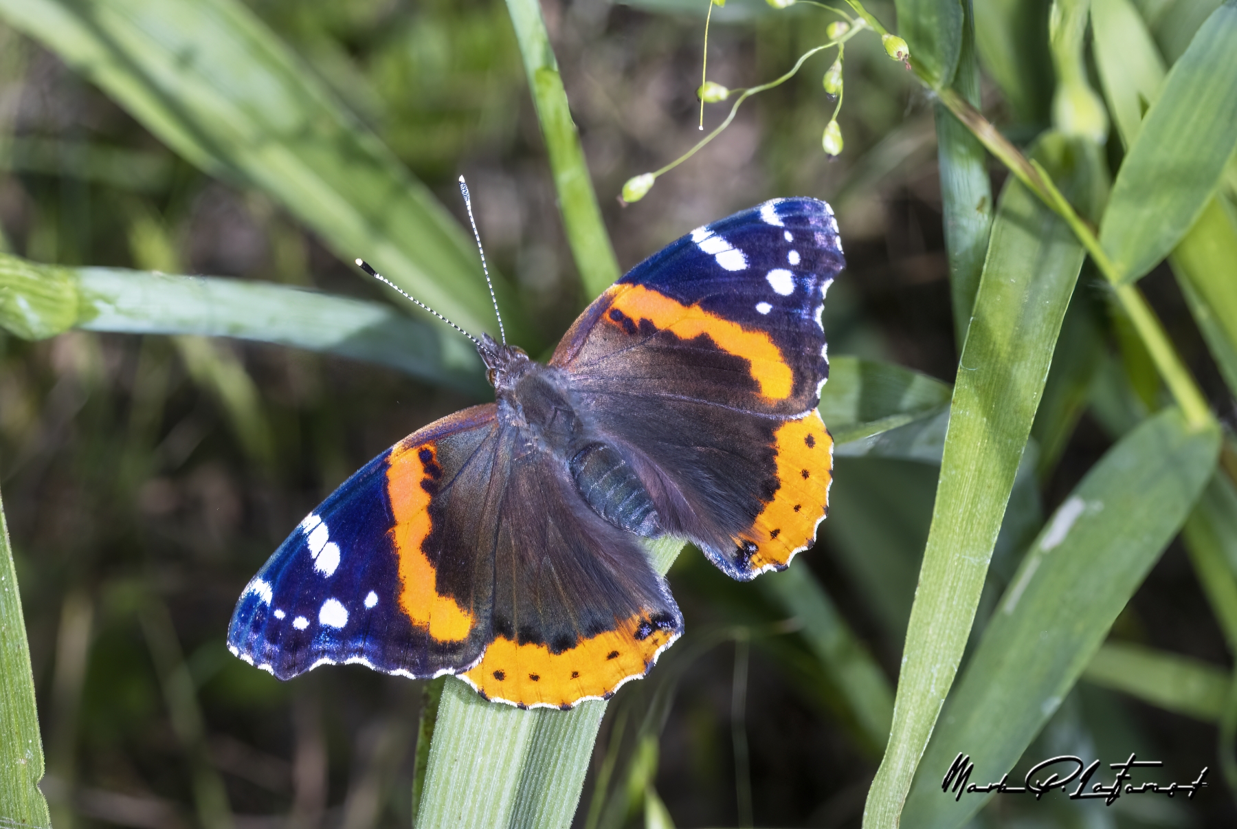 /gallery/north_america/USA/Texas/austin/Red Admiral Butterfly Spring 2023-002_med.jpg